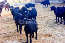 동물, 자연, 흑염소, 염소, 소, 사진,이미지,일러스트,캘리그라피 - 황이작가 크라우드픽 - 저작권 걱정 없는 상업용 이미지