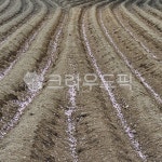 soil, 토양, 밭, 꽃잎, 벚꽃잎떨어진밭고랑, 사진,이미지,일러스트,캘리그라피 - fotoapple작가 크라우드픽 - 저작권 걱정 없는 상업용 이미지