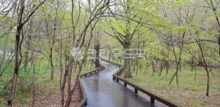 산책로, 숲길, 둘레길, 등산로, 봄길, 사진,이미지,일러스트,캘리그라피 - gum작가 크라우드픽 - 저작권 걱정 없는 상업용 이미지