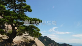 소나무, 언덕, 산마루, 푸른하늘, 오래된, 사진,이미지,일러스트,캘리그라피 - 웅장작가 크라우드픽 - 저작권 걱정 없는 상업용 이미지