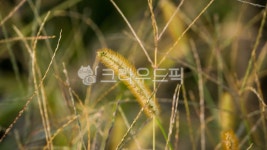 강아지풀, 들풀, 이삭, 구미초, 가을, 사진,이미지,일러스트,캘리그라피 - 꼬신작가 크라우드픽 - 저작권 걱정 없는 상업용 이미지