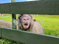 양, 동물, animal, sheep, 양떼목장, 사진,이미지,일러스트,캘리그라피 - 파란코끼리작가 크라우드픽 - 저작권 걱정 없는 상업용 이미지