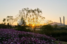 들판, flower, 농장, 경관, red, 사진,이미지,일러스트,캘리그라피 - 순풍작가 크라우드픽 - 저작권 걱정 없는 상업용 이미지