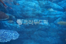 도리, 블루탱, bluetang, 수족관, 물고기, 사진,이미지,일러스트,캘리그라피 - Nshpark2004작가 크라우드픽 - 저작권 걱정 없는 상업용 이미지