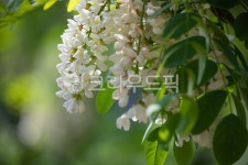 아카시아, 아카시아꽃, 나무, 꽃향기, 자연, 사진,이미지,일러스트,캘리그라피 - Robert Han작가 크라우드픽 - 저작권 걱정 없는 상업용 이미지