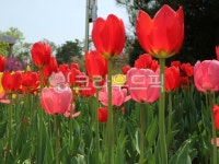 튜울립, 식물, flower, 꽃, 봄꽃, 사진,이미지,일러스트,캘리그라피 - skytree꽃작가 크라우드픽 - 저작권 걱정 없는 상업용 이미지