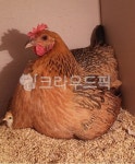 엄마와아기, 호기심, 병아리, 닭, 닭키우기, 사진,이미지,일러스트,캘리그라피 - Nestel72작가 크라우드픽 - 저작권 걱정 없는 상업용 이미지