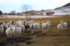 패상, 양떼, 자연, 목축, animal, 사진,이미지,일러스트,캘리그라피 - 제이티에스작가 크라우드픽 - 저작권 걱정 없는 상업용 이미지