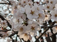 flower, 꽃, 벚꽃, 봄, spring, 사진,이미지,일러스트,캘리그라피 - sjason73작가 크라우드픽 - 저작권 걱정 없는 상업용 이미지