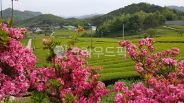 녹차밭, 녹차, 차밭, 철쭉, 꽃, 사진,이미지,일러스트,캘리그라피 - 童夏 여름아이작가 크라우드픽 - 저작권 걱정 없는 상업용 이미지