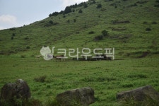 제주, 제주도, 말, 오름, 제주오름, 사진,이미지,일러스트,캘리그라피 - Leggo작가 크라우드픽 - 저작권 걱정 없는 상업용 이미지