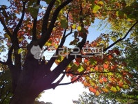 공원, 원신근린공원, 나무, tree, 나무줄기, 사진,이미지,일러스트,캘리그라피 - 엔엔디작가 크라우드픽 - 저작권 걱정 없는 상업용 이미지