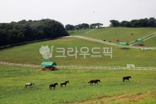 목장, 농장, 목초지, 들판, 초원, 사진,이미지,일러스트,캘리그라피 - 꿈꾸는다람이작가 크라우드픽 - 저작권 걱정 없는 상업용 이미지