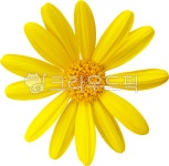 flower, 데이지, yellow, 유리옵스펙티나투스, euryopspectinatus, 사진,이미지,일러스트,캘리그라피 - 지구별37작가 크라우드픽 - 저작권... 