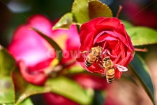 동백꽃, 동백, 꽃망울, 꽃, flower, 사진,이미지,일러스트,캘리그라피 - phototo73작가 크라우드픽 - 저작권 걱정 없는 상업용 이미지