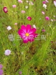 flower, 꽃, blossom, 들, 코스모스, 사진,이미지,일러스트,캘리그라피 - 핑크민트작가 크라우드픽 - 저작권 걱정 없는 상업용 이미지