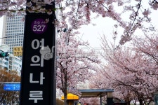 flower, 한강, 여의나루, 여의도, 봄, 사진,이미지,일러스트,캘리그라피 - Thea작가 크라우드픽 - 저작권 걱정 없는 상업용 이미지