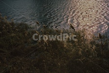 물, water, 강, river, 풀, 사진,이미지,일러스트,캘리그라피 - gaeddi94작가 크라우드픽 - 저작권 걱정 없는 상업용 이미지
