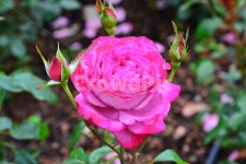 광주, 서구, 공원, 풍암저수지, 풍암공원, 사진,이미지,일러스트,캘리그라피 - 영산공작가 크라우드픽 - 저작권 걱정 없는 상업용 이미지