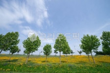 옥외, 금계국, 노란색, 구미, 구미낙동강체육공원, 사진,이미지,일러스트,캘리그라피 - Nkkld257작가 크라우드픽 - 저작권 걱정 없는 상업용... 