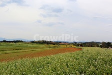 고창, 매밀밭, 메밀꽃축제, 메밀, 시골풍경, 사진,이미지,일러스트,캘리그라피 - 우기 그래걷자작가 크라우드픽 - 저작권 걱정 없는 상업용 이미지