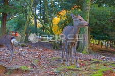 사슴, 노루, 숲, 공원, deer, 사진,이미지,일러스트,캘리그라피 - BUSAN OPPA작가 크라우드픽 - 저작권 걱정 없는 상업용 이미지