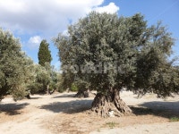 plant, 식물, tree, 나무, 올리브나무, 사진,이미지,일러스트,캘리그라피 - 사진찍사작가 크라우드픽 - 저작권 걱정 없는 상업용 이미지