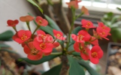 식물, 꽃기린, 빨간꽃, 다육식물, 꽃, 사진,이미지,일러스트,캘리그라피 - Nsws1104작가 크라우드픽 - 저작권 걱정 없는 상업용 이미지