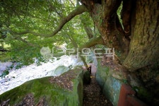 방선문계곡, 계곡, 골짜기, 제주도, tree, 사진,이미지,일러스트,캘리그라피 - ju999작가 크라우드픽 - 저작권 걱정 없는 상업용 이미지