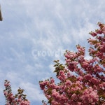 하늘, 자연, 꽃, 자연풍경, 개화, 사진,이미지,일러스트,캘리그라피 - 건빵씨작가 크라우드픽 - 저작권 걱정 없는 상업용 이미지