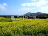 제주도, 제주, 유채, 제주바다, 봄, 사진,이미지,일러스트,캘리그라피 - Nlostsaja작가 크라우드픽 - 저작권 걱정 없는 상업용 이미지
