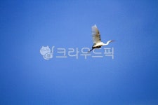 새, 조류, 하늘, 파란하늘, 두루미, 사진,이미지,일러스트,캘리그라피 - Nbocrates68작가 크라우드픽 - 저작권 걱정 없는 상업용 이미지