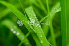 풀잎, 물방울, 빗방울, 이슬, 자연, 사진,이미지,일러스트,캘리그라피 - Jeipix작가 크라우드픽 - 저작권 걱정 없는 상업용 이미지