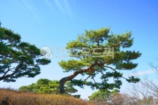 나무, tree, 소나무, 경치, 풍경, 사진,이미지,일러스트,캘리그라피 - 운사작가 크라우드픽 - 저작권 걱정 없는 상업용 이미지
