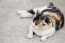 냥냥이, 고양이, 캣, cat, 길고양이, 사진,이미지,일러스트,캘리그라피 - b_sang작가 크라우드픽 - 저작권 걱정 없는 상업용 이미지