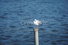 공원, 새, 동물, 일상, 호수, 사진,이미지,일러스트,캘리그라피 - RimsPHoto작가 크라우드픽 - 저작권 걱정 없는 상업용 이미지