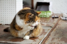 동물, 고양이, 한적, 귀여운, 여유, 사진,이미지,일러스트,캘리그라피 - 뚱땡이집사작가 크라우드픽 - 저작권 걱정 없는 상업용 이미지