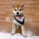 시바, 시바견, 시바이누, 강아지, shiba, 사진,이미지,일러스트,캘리그라피 - 망아지작가 크라우드픽 - 저작권 걱정 없는 상업용 이미지