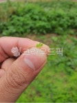 finger, 손가락, 클로버, nature, 초목, 사진,이미지,일러스트,캘리그라피 - kims08232002작가 크라우드픽 - 저작권 걱정 없는 상업용 이미지