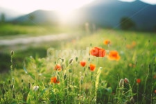 양귀비, 꽃, 물의정원, flower, 양귀비축제, 사진,이미지,일러스트,캘리그라피 - 심상s작가 크라우드픽 - 저작권 걱정 없는 상업용 이미지