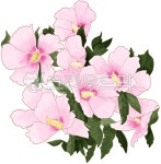 flower, 꽃, hibiscus, 히비스커스, 무궁화, 사진,이미지,일러스트,캘리그라피 - 마끼아또작가 크라우드픽 - 저작권 걱정 없는 상업용 이미지