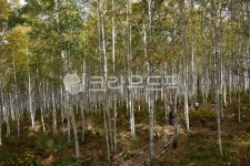 자작나무, 자작나무숲, 원대리, 강원도, 인제, 사진,이미지,일러스트,캘리그라피 - 033작가 크라우드픽 - 저작권 걱정 없는 상업용 이미지