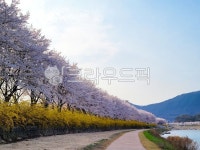 벚꽃길, 벚꽃, 천변, 산책로, 벚꽃명소, 사진,이미지,일러스트,캘리그라피 - 장국희씨작가 크라우드픽 - 저작권 걱정 없는 상업용 이미지
