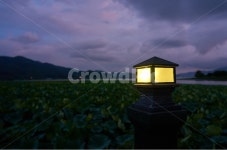 세미원, 연잎, 두물머리, 나루터, 등빛, 사진,이미지,일러스트,캘리그라피 - Crownlee작가 크라우드픽 - 저작권 걱정 없는 상업용 이미지