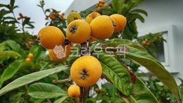 비파, 비파열매, 비파나무, 과일, 식물, 사진,이미지,일러스트,캘리그라피 - phototo73작가 크라우드픽 - 저작권 걱정 없는 상업용 이미지