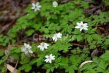 들바람꽃, 야생화, 꽃, 생태, 식물, 사진,이미지,일러스트,캘리그라피 - 릴작가 크라우드픽 - 저작권 걱정 없는 상업용 이미지