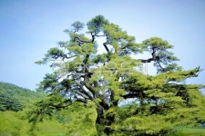 나무, 천년송, 고목, 소나무, 식물, 사진,이미지,일러스트,캘리그라피 - 깨비선생작가 크라우드픽 - 저작권 걱정 없는 상업용 이미지