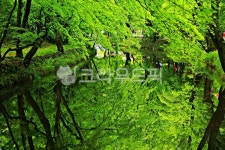 선운사, 도솔천, 봄, green, 녹음, 사진,이미지,일러스트,캘리그라피 - 에레스뚜작가 크라우드픽 - 저작권 걱정 없는 상업용 이미지