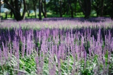 경주, 황성공원, 맥문동, 꽃, 감성, 사진,이미지,일러스트,캘리그라피 - sangminisnap작가 크라우드픽 - 저작권 걱정 없는 상업용 이미지