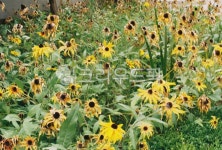 꽃, plant, 식물, flower, 화단, 사진,이미지,일러스트,캘리그라피 - Ngudrn51작가 크라우드픽 - 저작권 걱정 없는 상업용 이미지